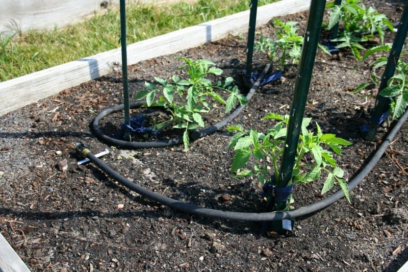 a picture of tomato plants in the garden with a soaker hose