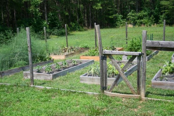 Five Great Reasons to Grow a Vegetable Garden - Home Garden Joy