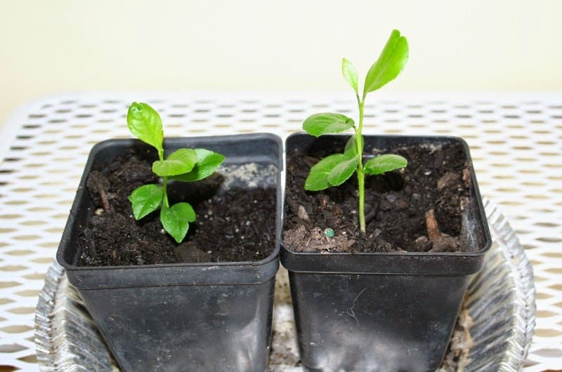 sprouting pomello seeds