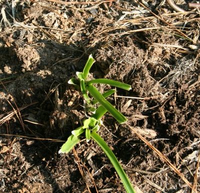 hosta