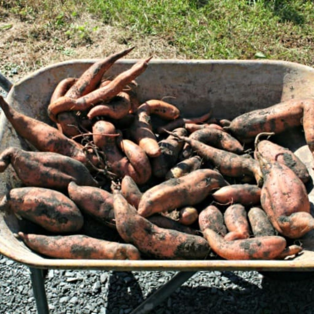 A wheelbarrow full of freshly harvested sweet potatoes.