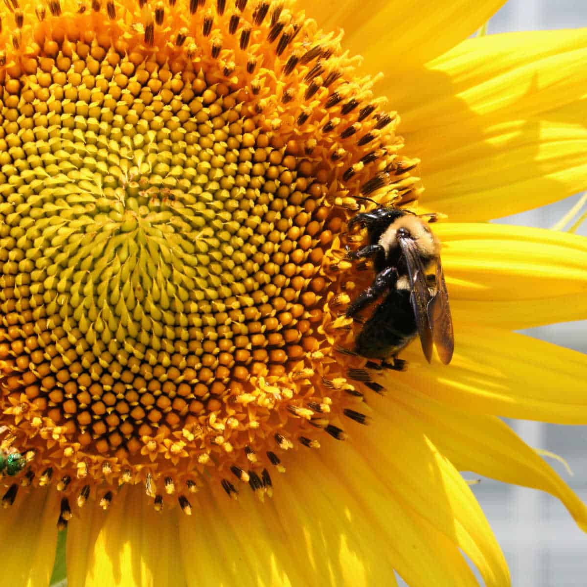 a closeup of a sunflower with a bee on the right of the flower