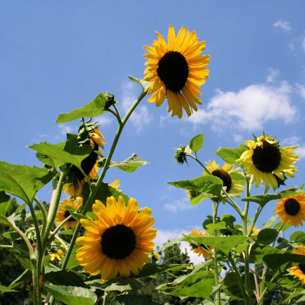 a group of sunflowers blooming against a bright blue sky