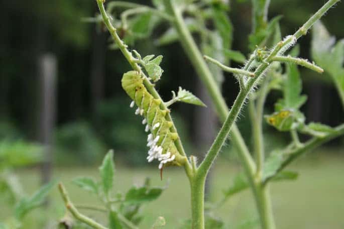 tomato hornworm