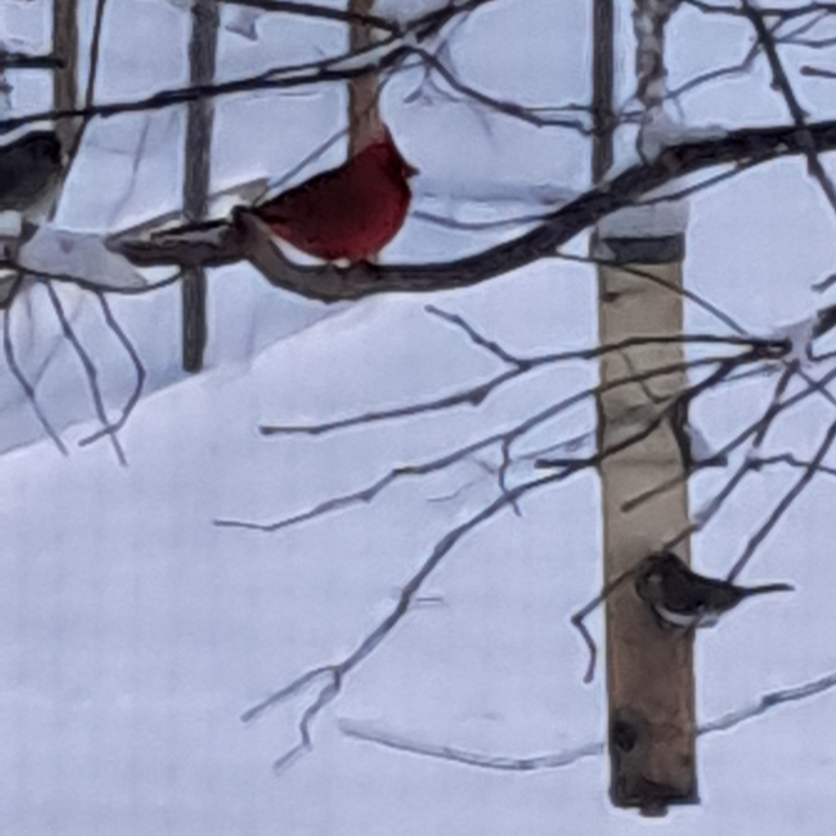 birds on feeder