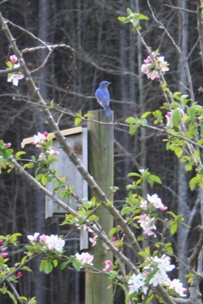 bluebird on house