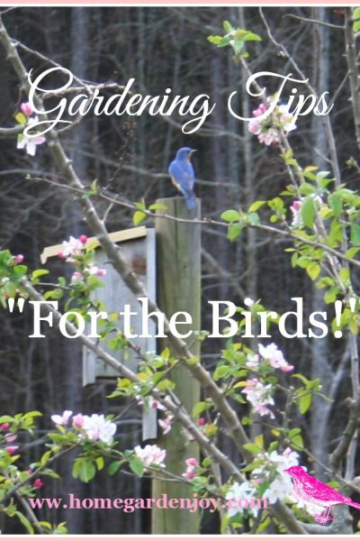 gardening tips for the bird