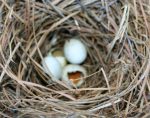 Why You Should Clean Out Bird Houses - Home Garden Joy