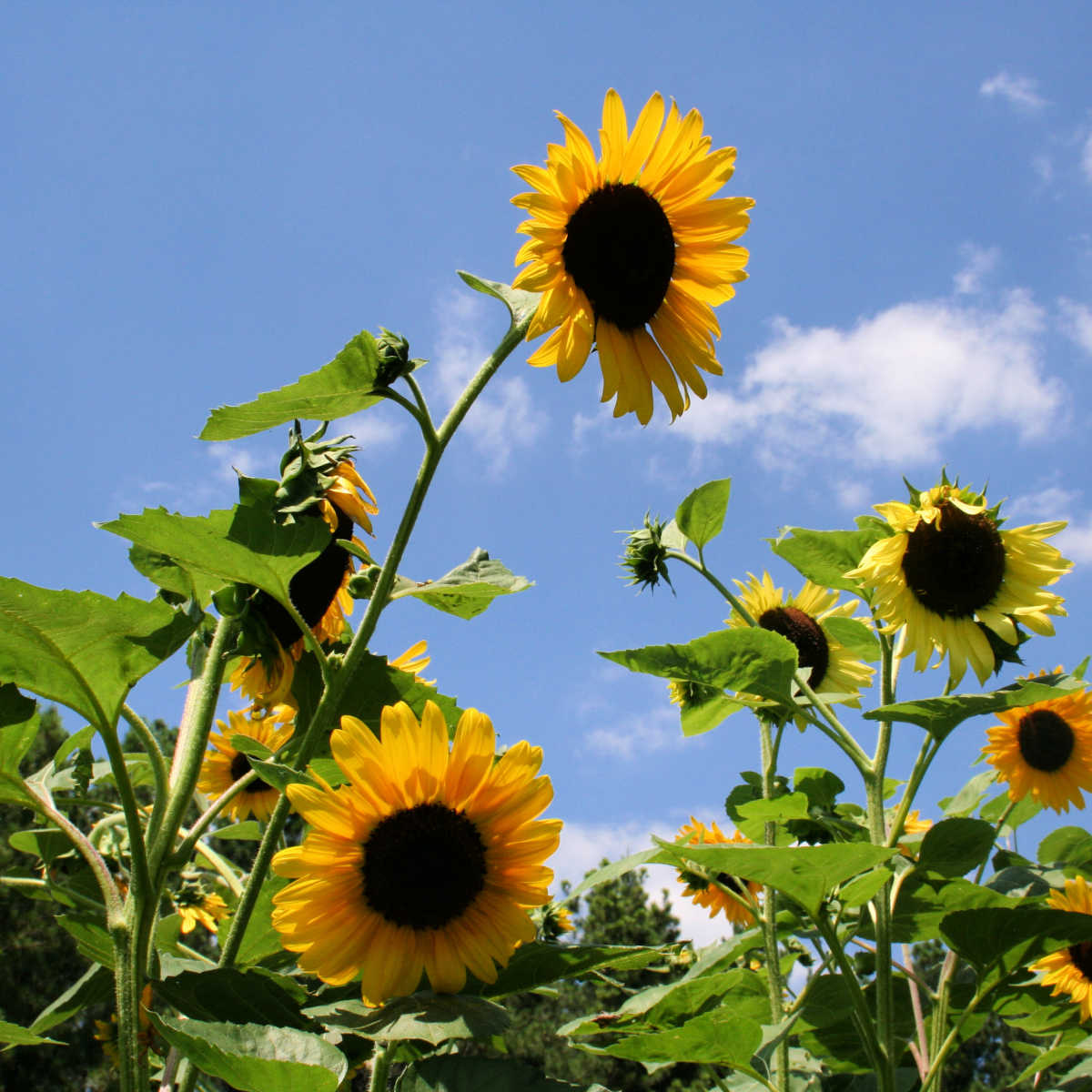 sunflowers