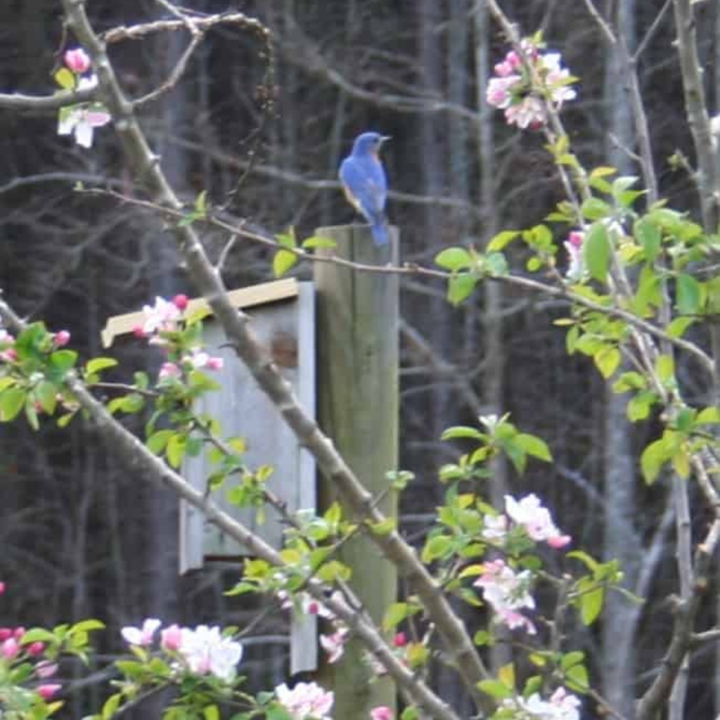 a bluebird on top of a bluebird house