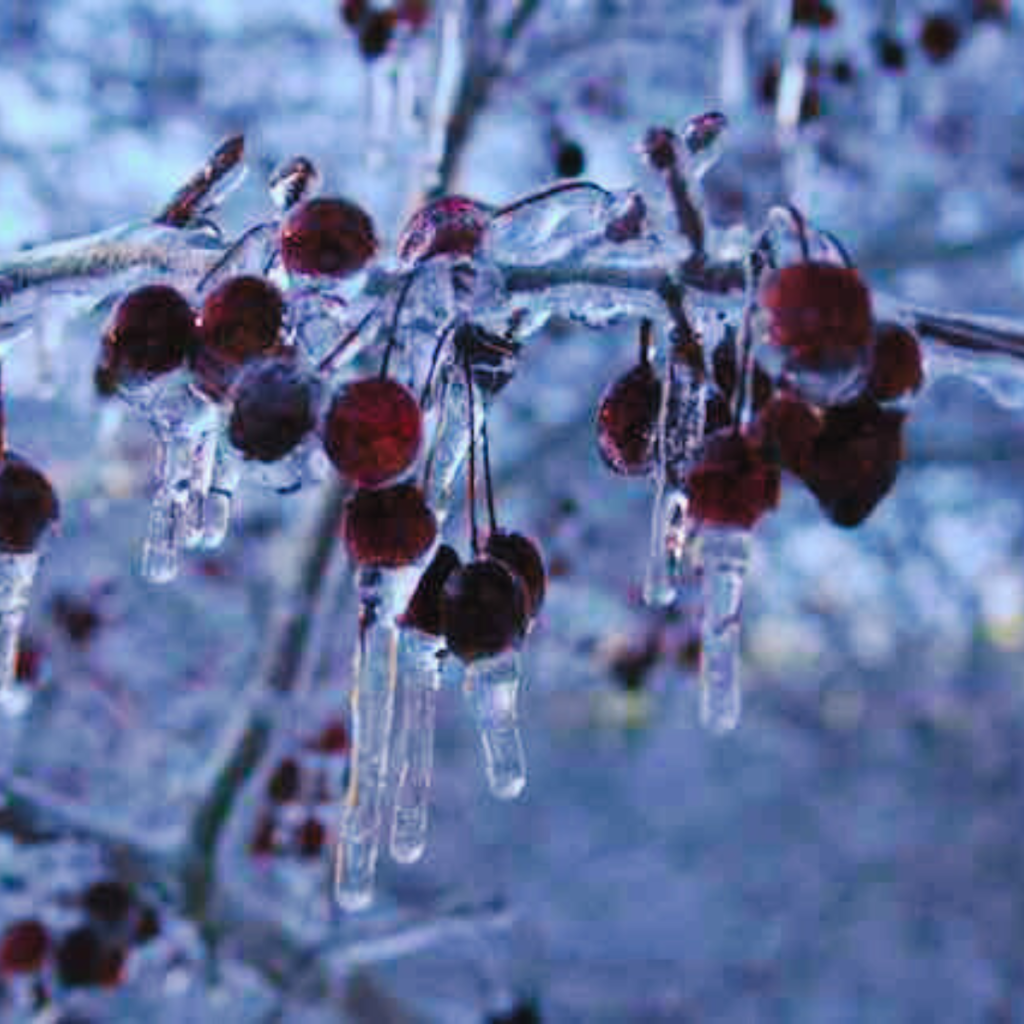 crabapples in the ice