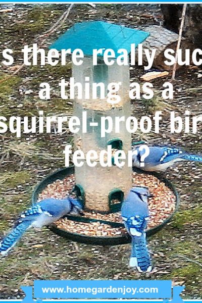 blue jays on a bird feeder