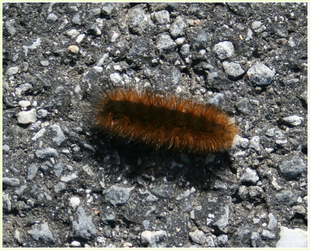 woolly bear caterpillar on gravel driveway