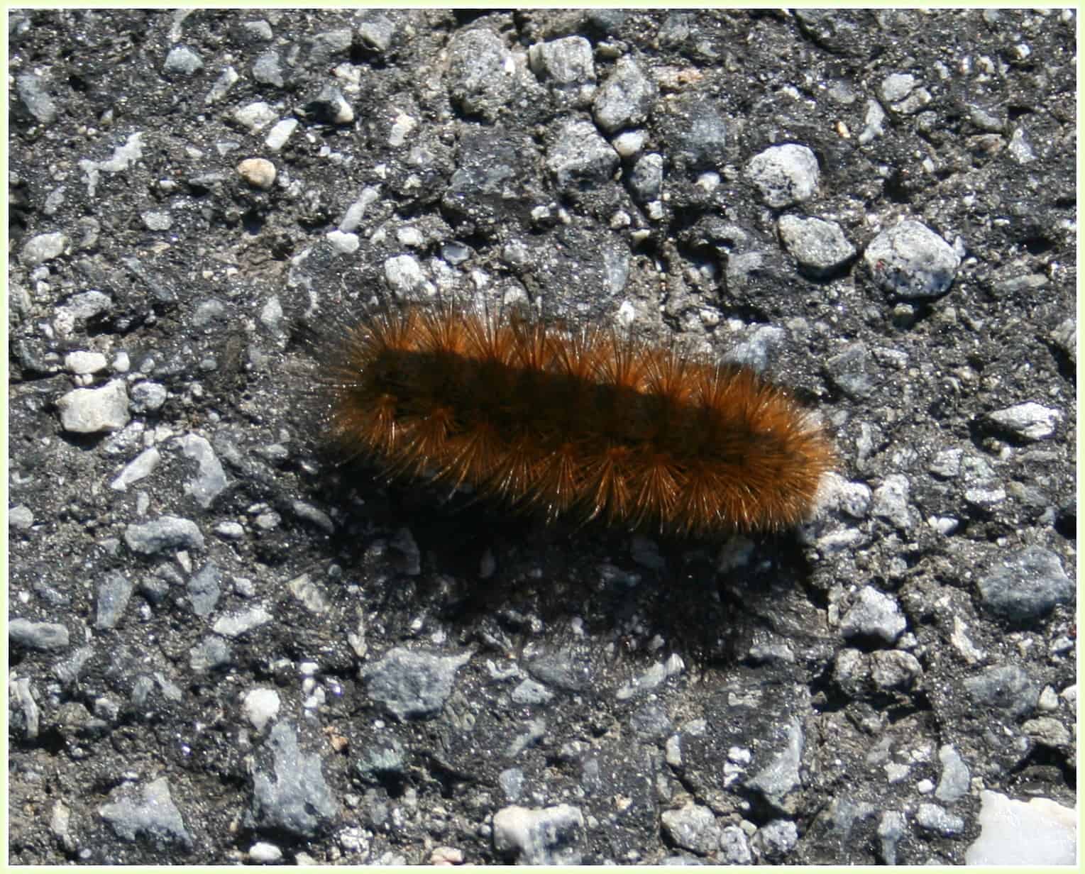 download white wooly caterpillar