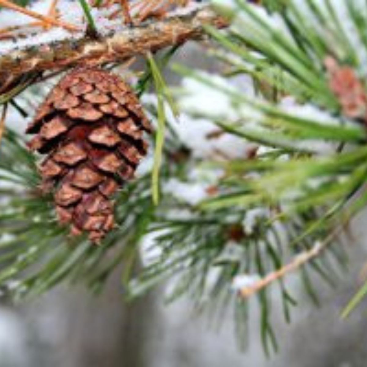 a pine cone in snow