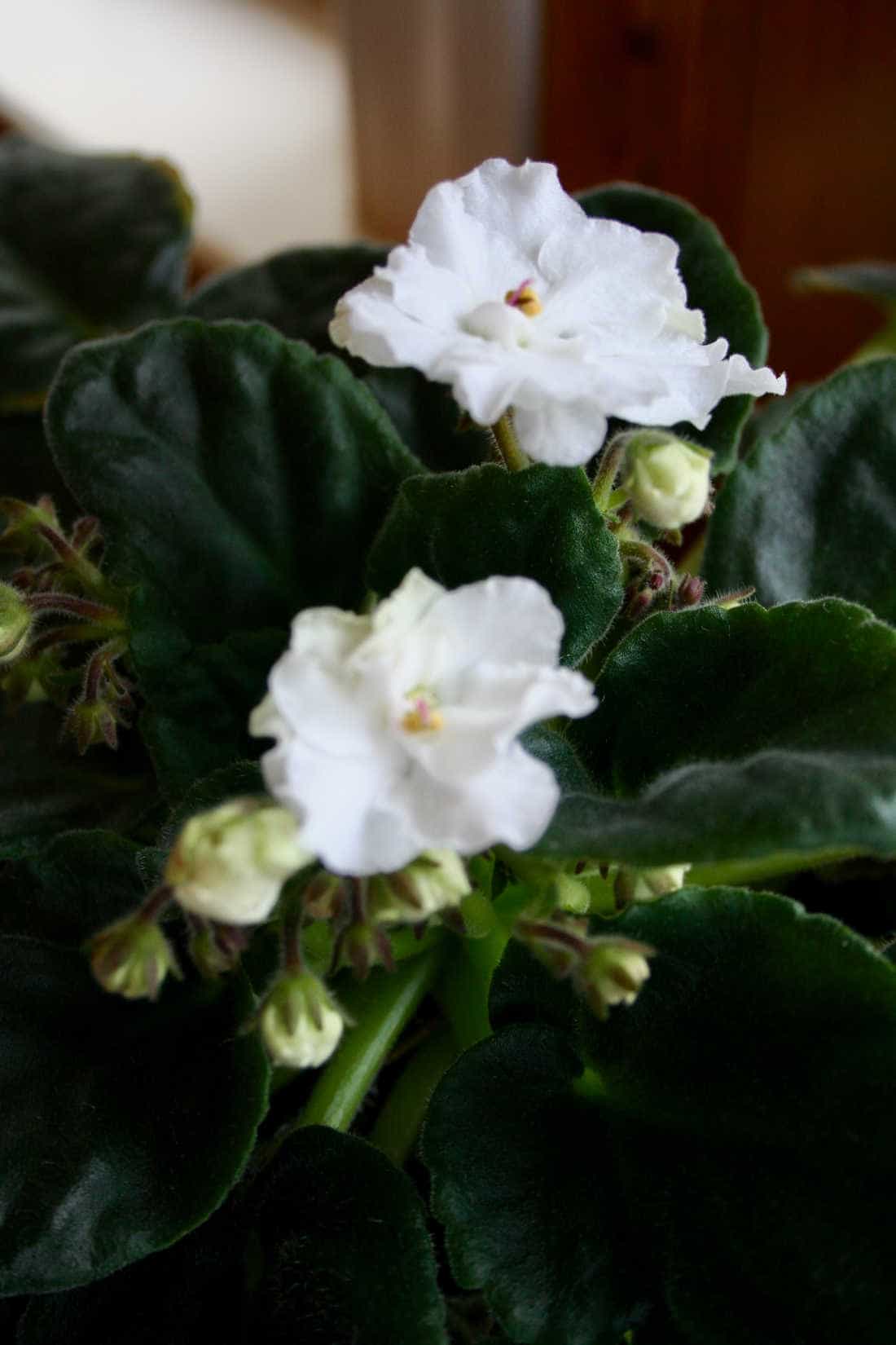 picture of a white African violet