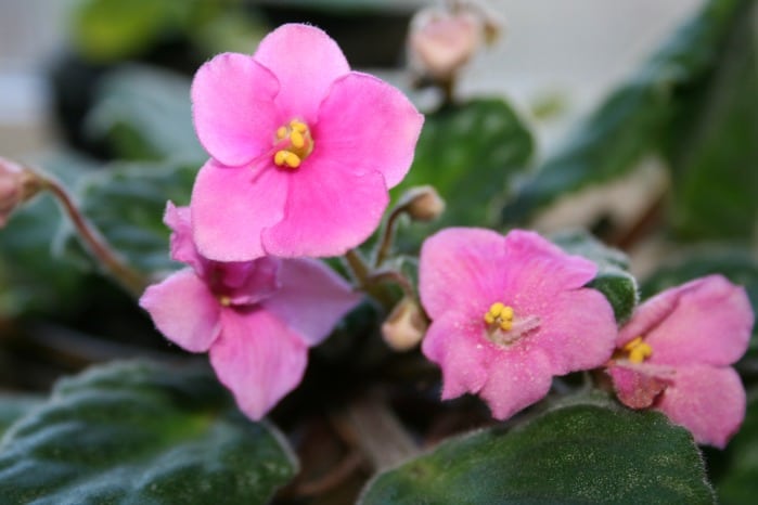 African Violets, Easy Care House Plants – Home Garden Joy