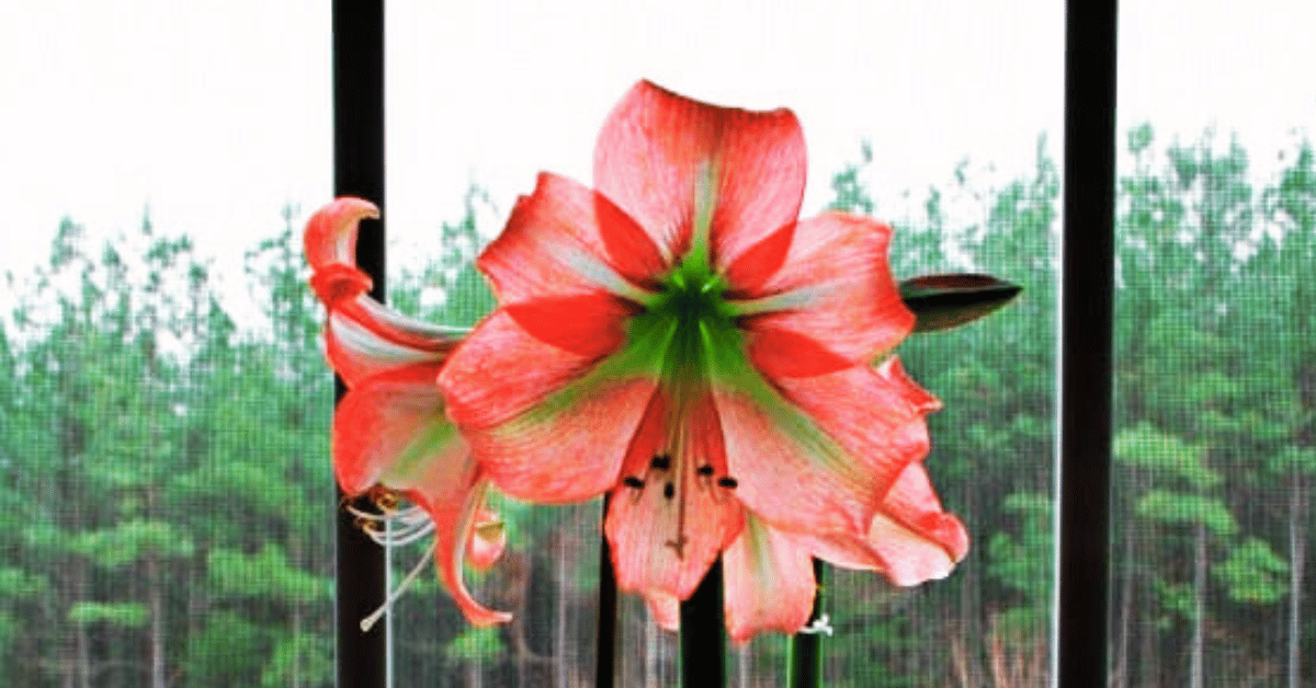 Amaryllis Rebloom How to Get an Amaryllis to Bloom Again Home Garden Joy