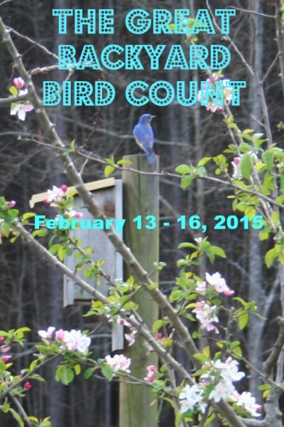 backyard bird count