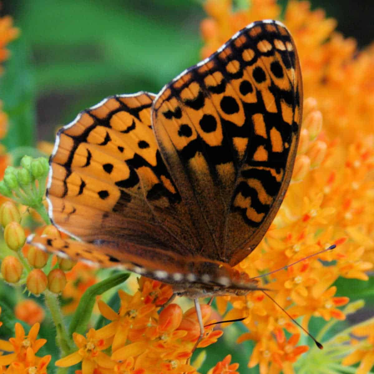 spangled fritillary butterfly on butterfly weed