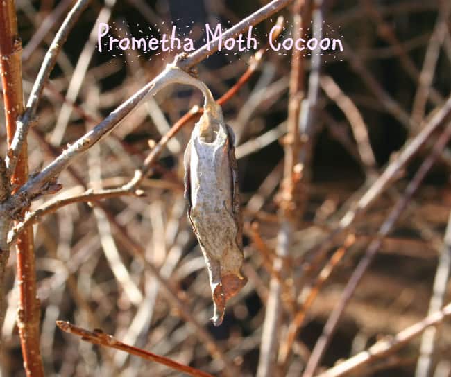 prometha moth cocoon