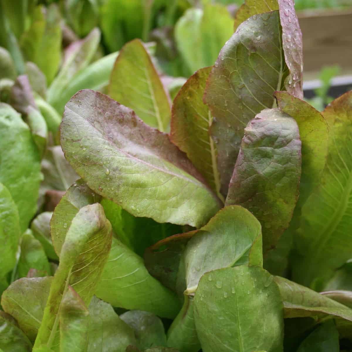numerous types of lettuce in the garden, closeup of lettuce leaves