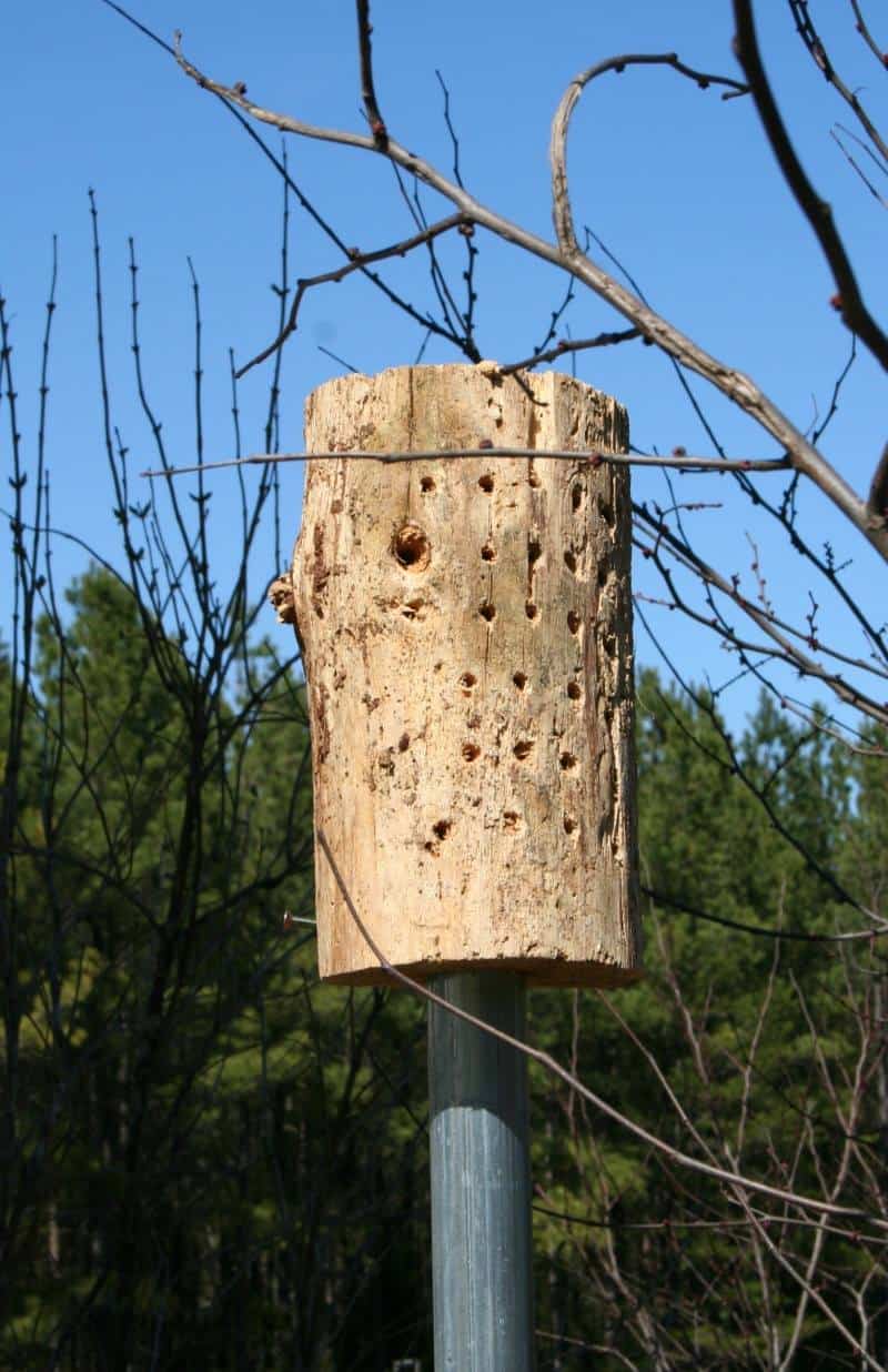 building-mason-bee-houses-home-garden-joy