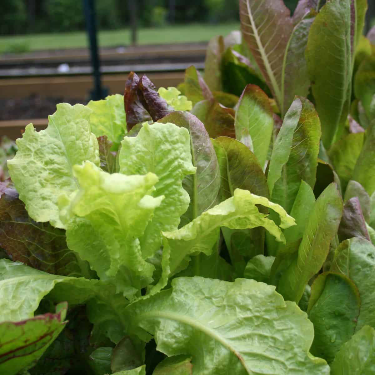 close up of lettuce growing in a raised bed garden