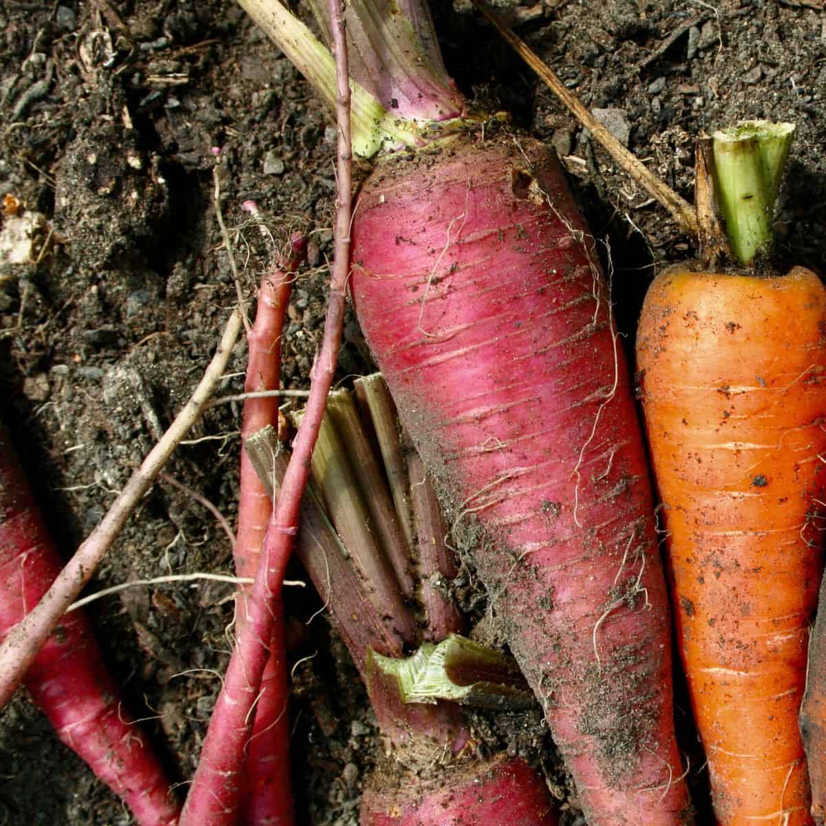multicolored carrots in raised bed garden soil