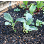 kale growing in a raised bed