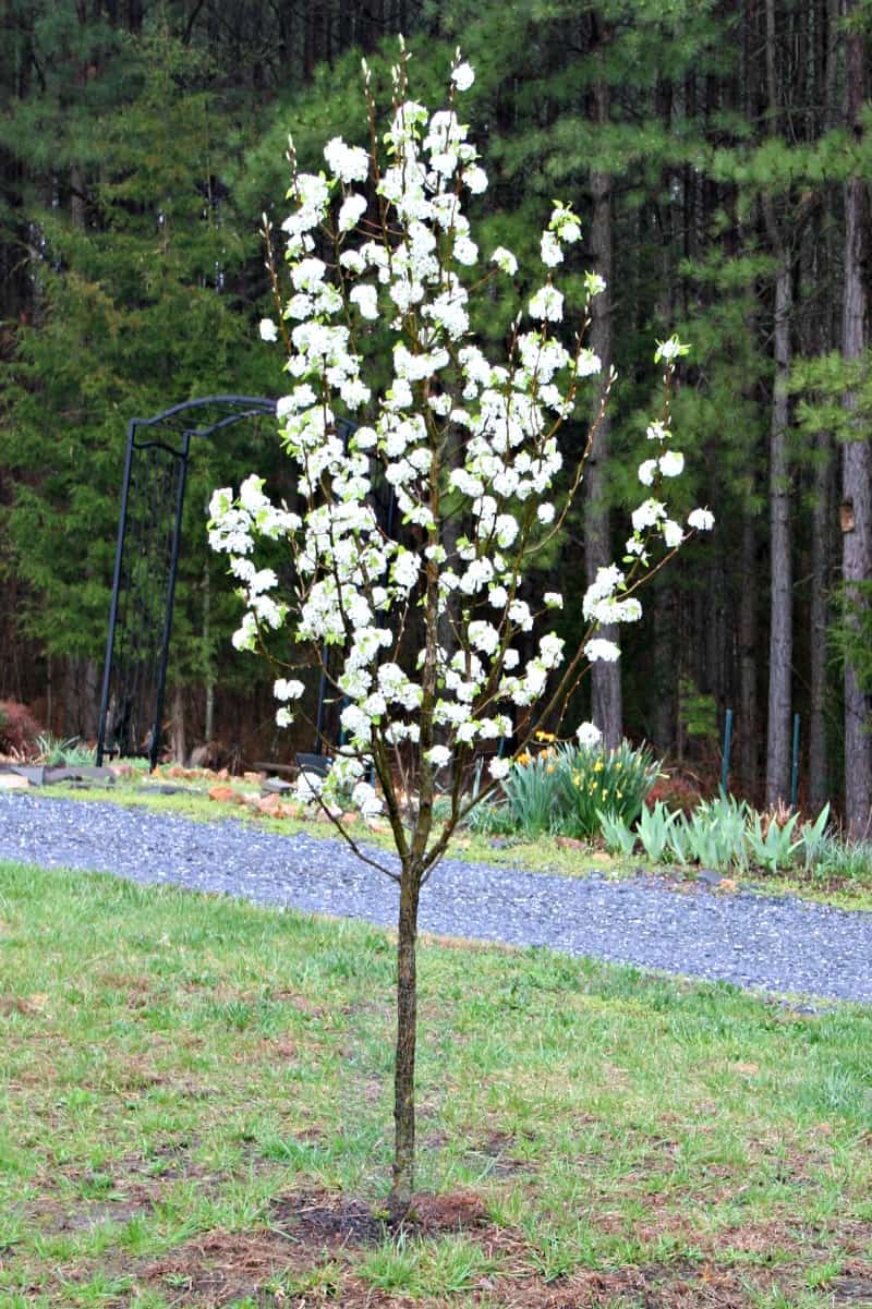 Flowering Trees for Your Front Yard - Home Garden Joy
