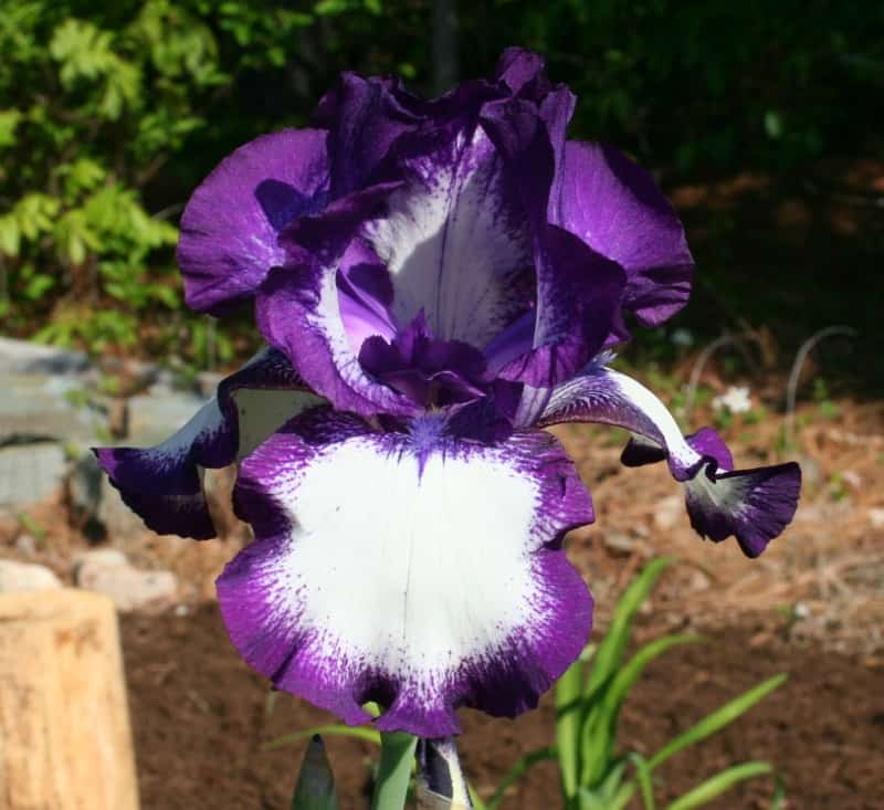picture of a purple and white iris flower