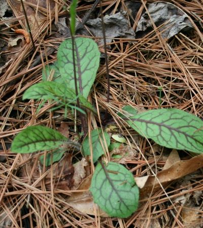 Hieracium venosum