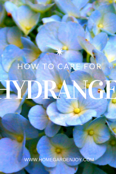 hydrangea care