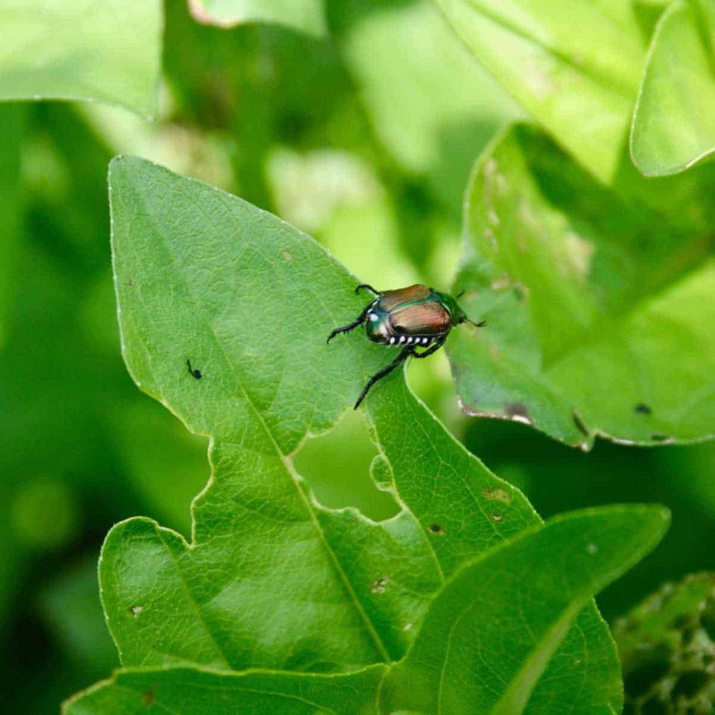 Japanese beetle bug on a zinnia leaf