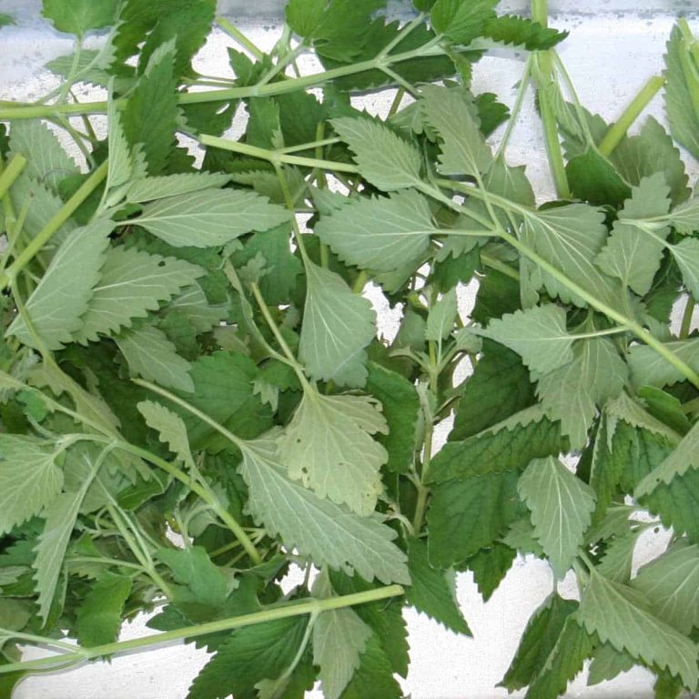 catnip in a pan to dry