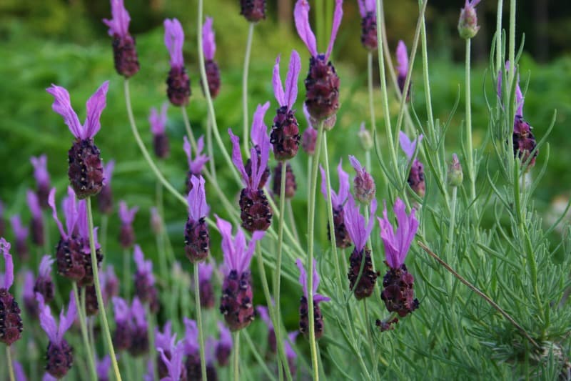 How to Grow Lavender – Roger's Gardens