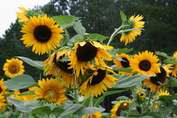 how-to-save-sunflower-seeds