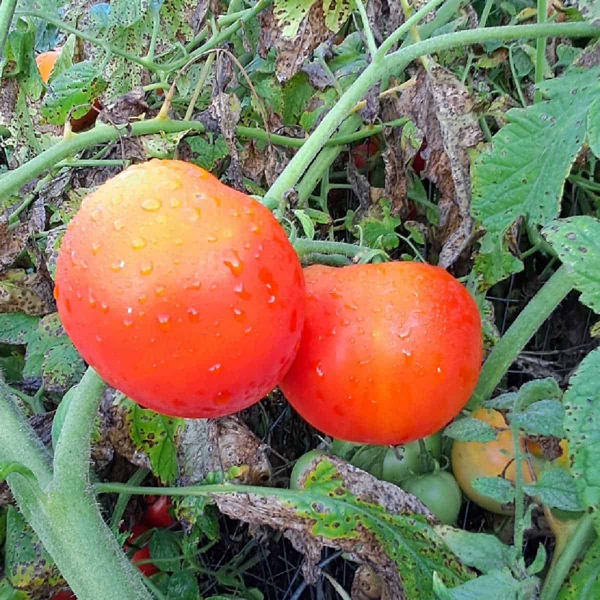 ripe tomatoes on the vine with water droplets