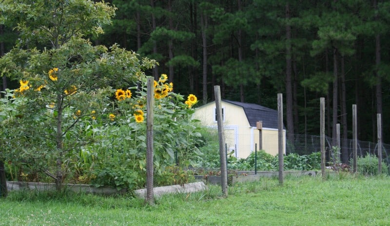 vegetable garden