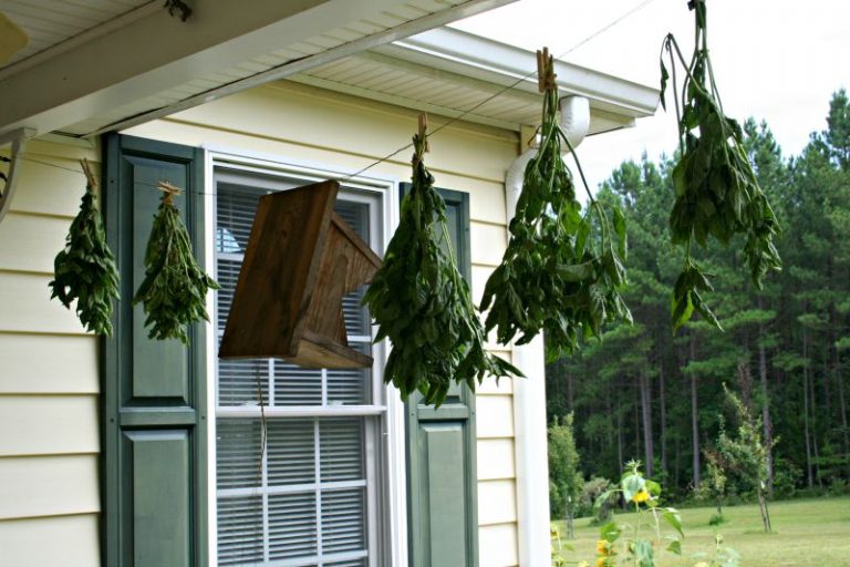 How to Dry Basil