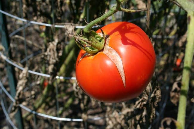 https://homegardenjoy.com/site/wp-content/uploads/2015/08/cracked-tomato.jpg