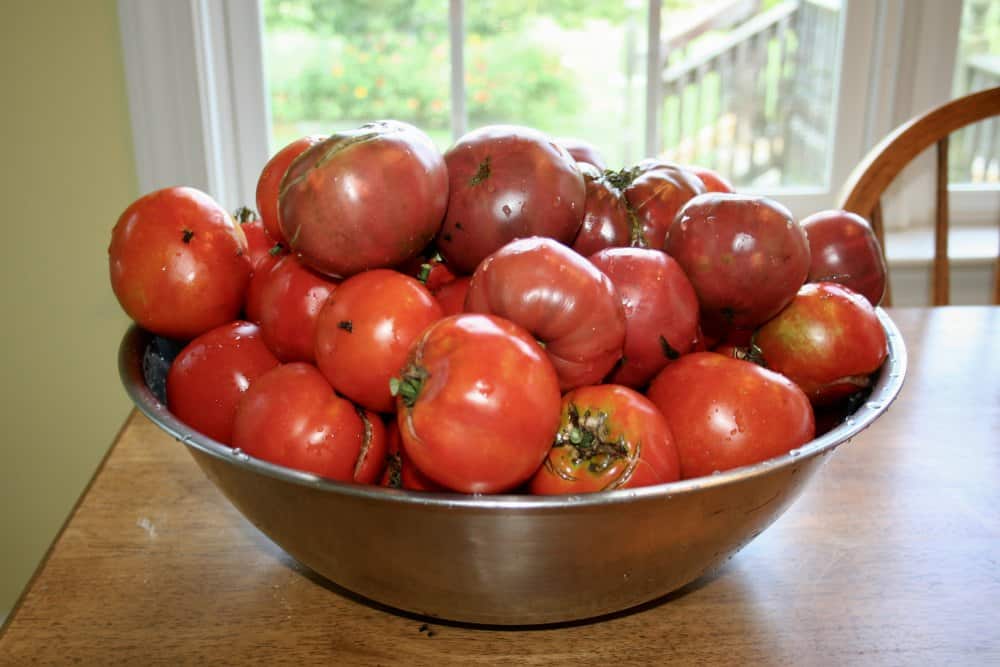 tomatoes for canning