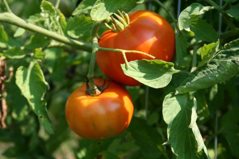 Why Are My Tomatoes Cracking? Home Garden Joy