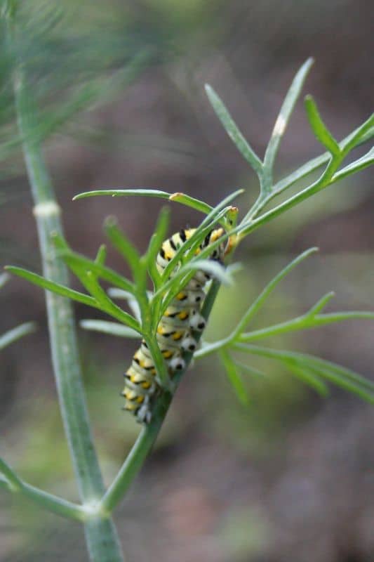 swallowtail butterfly caterpillar