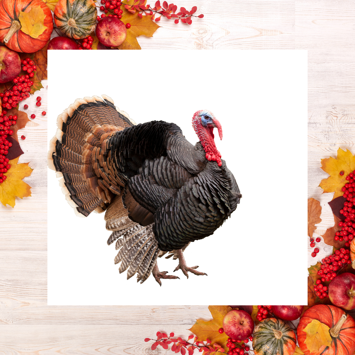 Thanksgiving turkey with autumn background