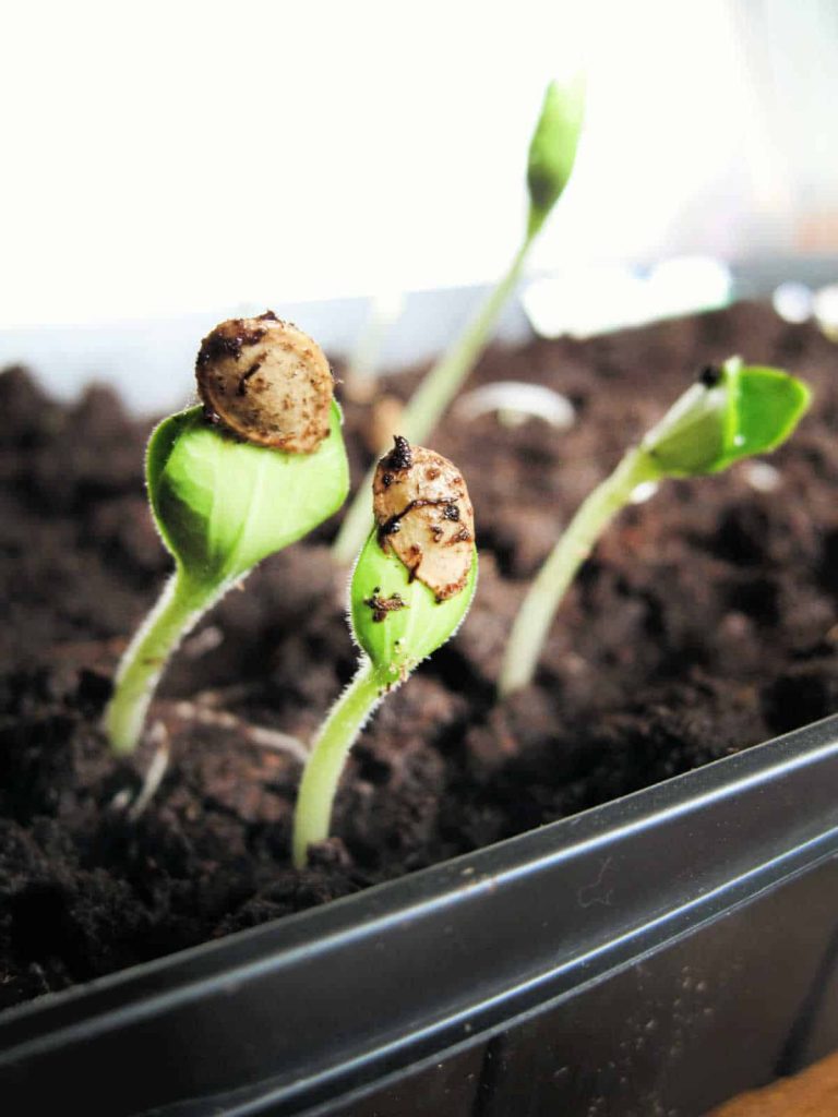 seeds emerging from a seed starting tray