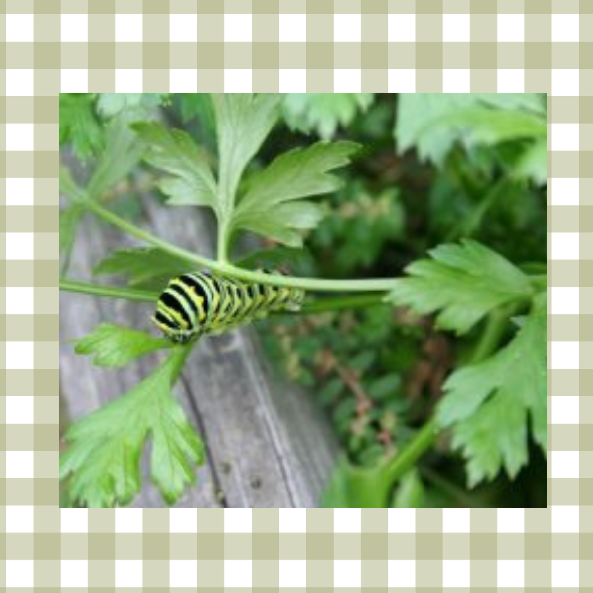 swallowtail butterfly caterpillar on parsley