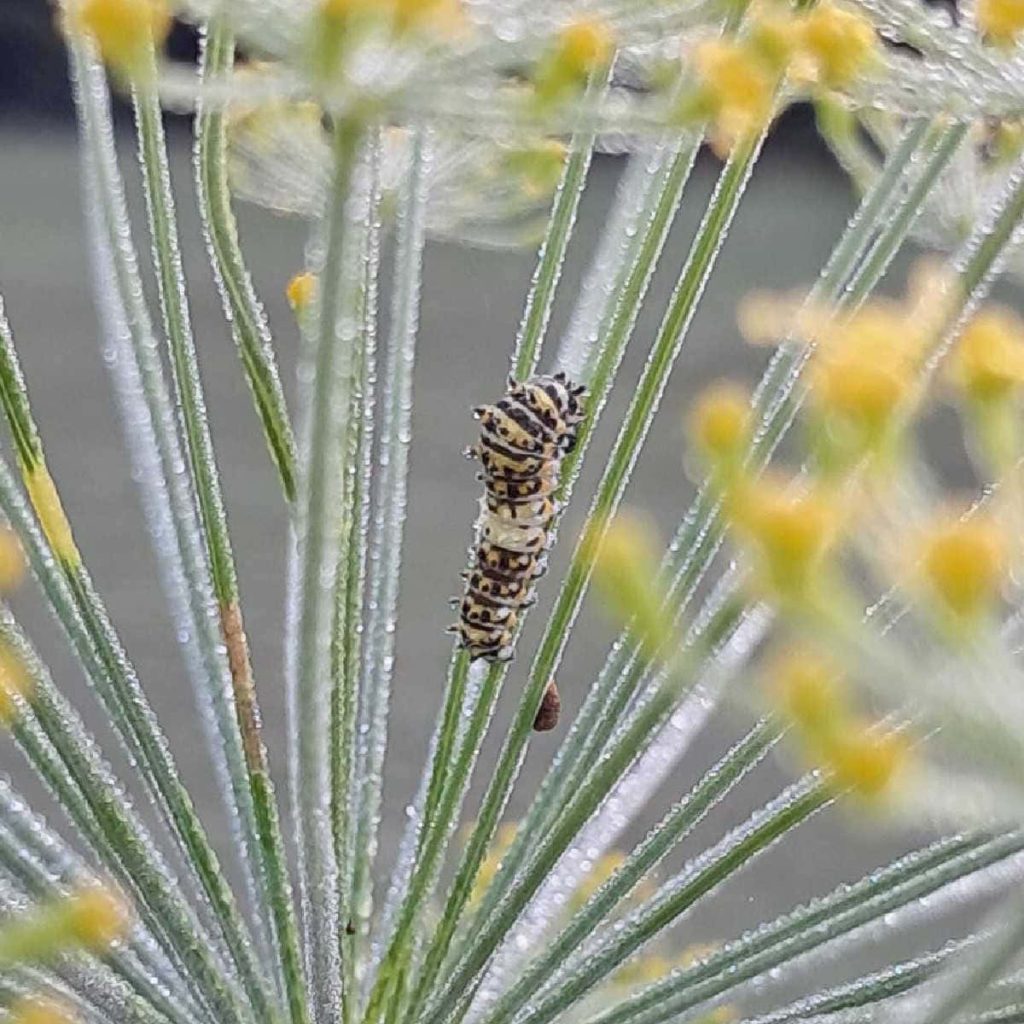 swallowtail caterpillar on dill
