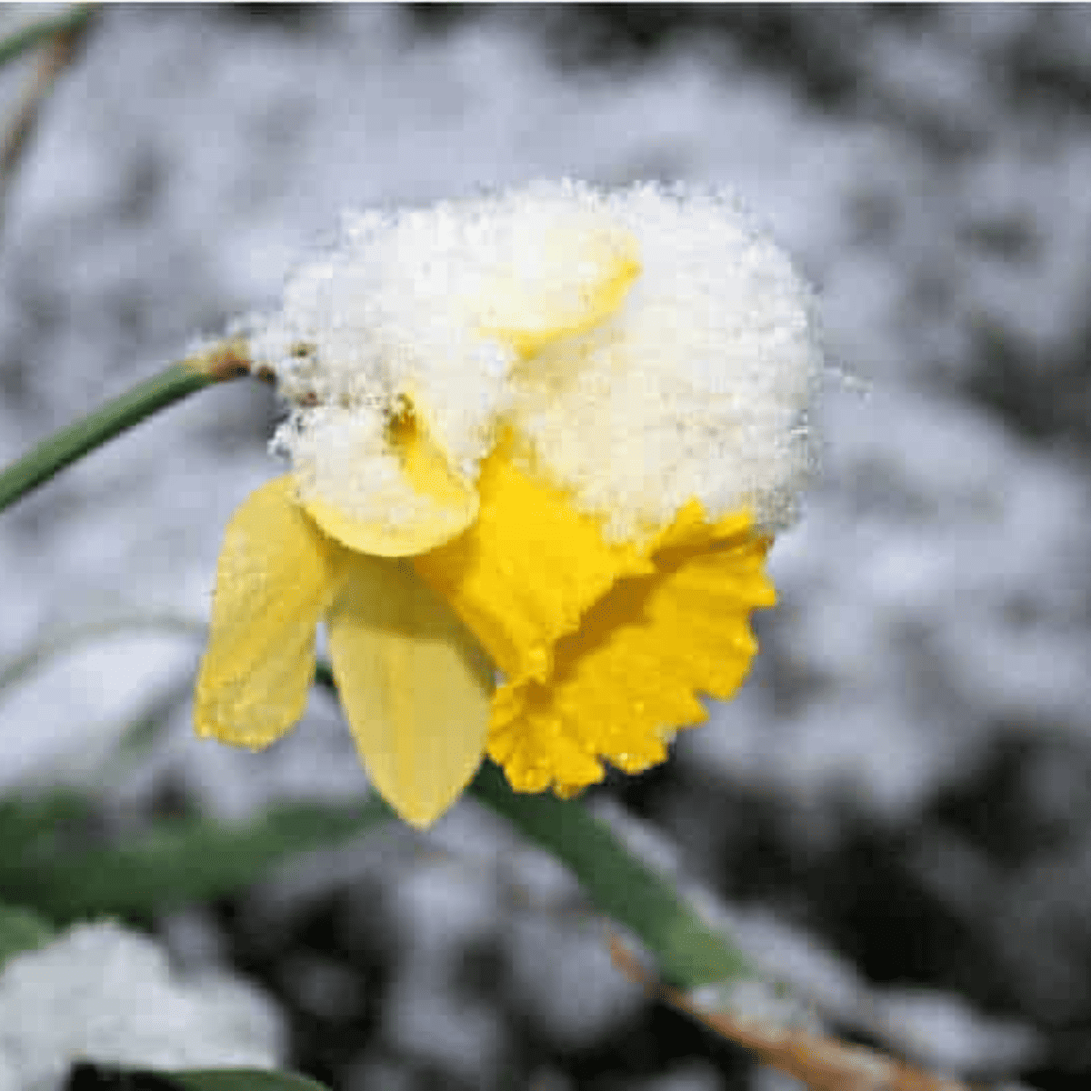 a yellow daffodil flower covered with snow